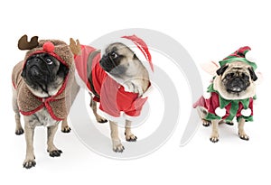 Three Christmas Pugs