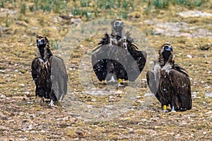 Three Cinereous vulture