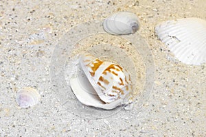 Three shells and spiral shell resting on a warm beach