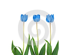Three classic blue color Tulip flowers isolated on a white background.