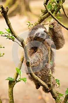 Three clawed sloth