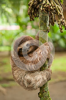 Three clawed sloth photo