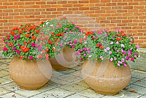 three clay pots on tiles in front of brick wall, pots full of Summer Impatiens flowers