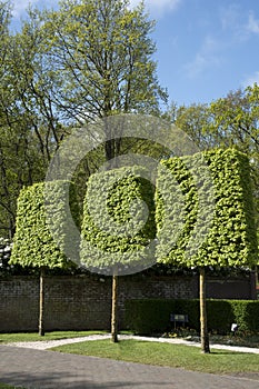 Three clipped trees of the hedge maple in a park