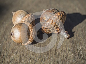 Three close up acorn on oak wooden desk