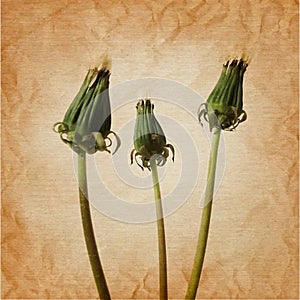 three closed dandelion flowers in rerto art background photo