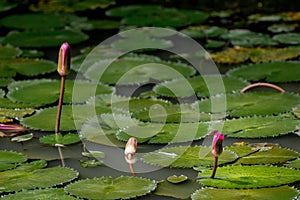 Three closed water lily flowers in a lily pond with a red dragon