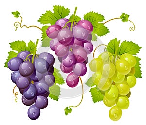 Tres grupo de uvas 