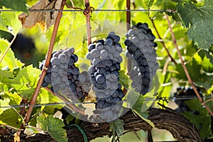 Three clusters of red grapes