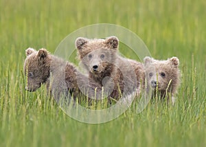 Three Coastal Brown Bear cubs, Alaska