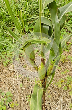 Three Cobs On Tree