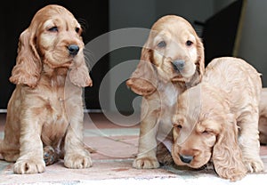 Three Cocker Spaniel Puppies