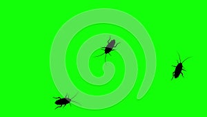 Three cockroach on green screen, CG animated silhouettes, seamless loop