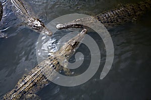 Three cocodrile photo
