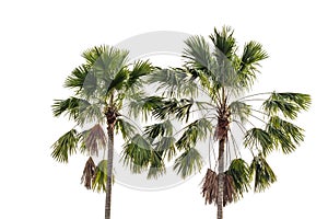 Three coconut palm trees isolated