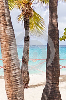 Three coconut trees on a tropical beach in St Martin