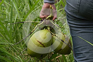 Three coconuts in the hand