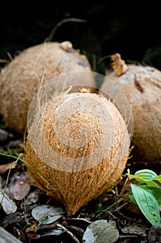 Three coconuts