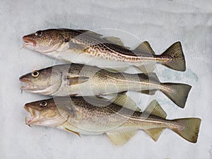 Three codfish photo