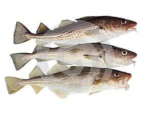 Three codfish photo