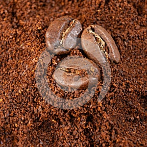 Three coffee beans lie on ground coffee close-up.