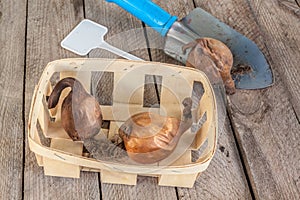 Three Colchicum bulbs and small garden shovel