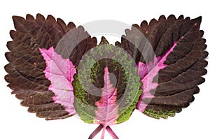 Three coleus leaves