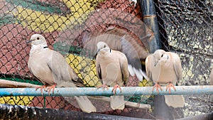 Collared Doves Perched on a Branch