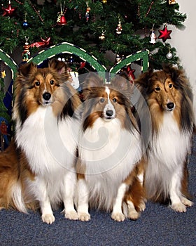 Three Collies in Front of a Christmas Tree