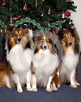 Three Collies in Front of a Christmas Tree photo