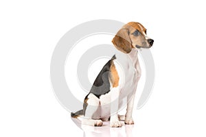 Beagle dog isolated on white