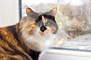 Three-color black red white domestic cat with yellow eyes