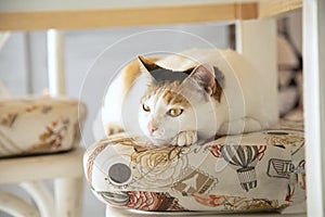 Three-color cat resting on seat photo