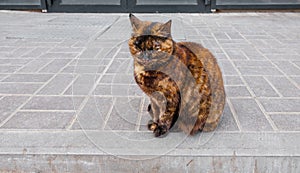 Three-color cat sits on the sidewalk photo
