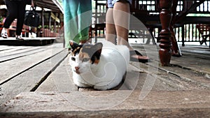 Three color chubby cat lying down on the rustic timber floor