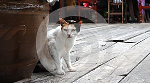 Three color chubby cat lying down on the rustic timber floor