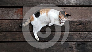 Three color chubby cat lying down on the rustic timber floor