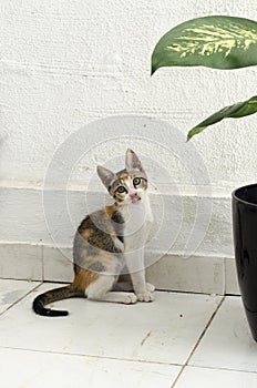 Three color female cat sticking out the tonge photo