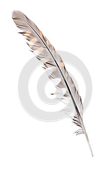 Three color forest bird feather