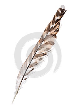 Three color forest bird isolated feather