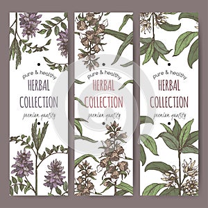 Three color labels with star anise or badiane, liquorice and Digitalis lanata aka woolly foxglove sketch.