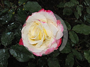 Three color petal rose photo