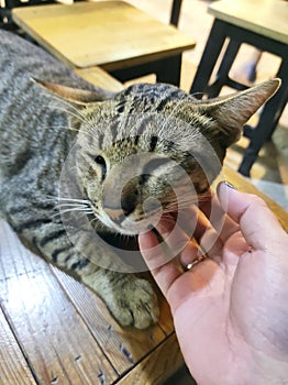 three color of Thailand cats