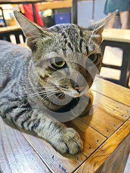 three color of Thailand cats