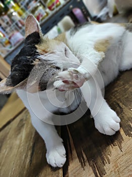 three color of Thailand cats