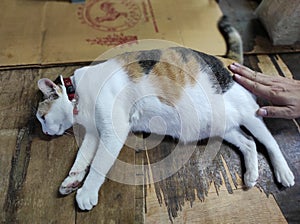three color of Thailand cats