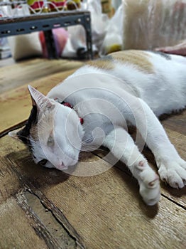 three color of Thailand cats