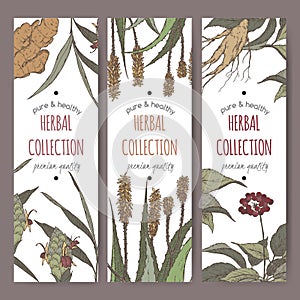 Three color vector herbal tea labels with ginger, aloe and ginseng