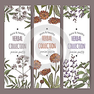 Three color vector herbal tea labels with valerian, calendula, sage.