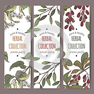 Three color vector tea labels with lime tree, mistletoe and barberry